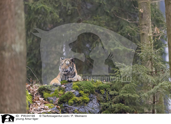 young Amur tiger / PW-04198
