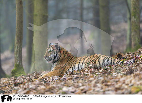 young Amur tiger / PW-04200