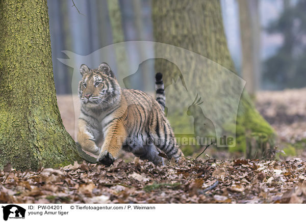 junger Amurtiger / young Amur tiger / PW-04201