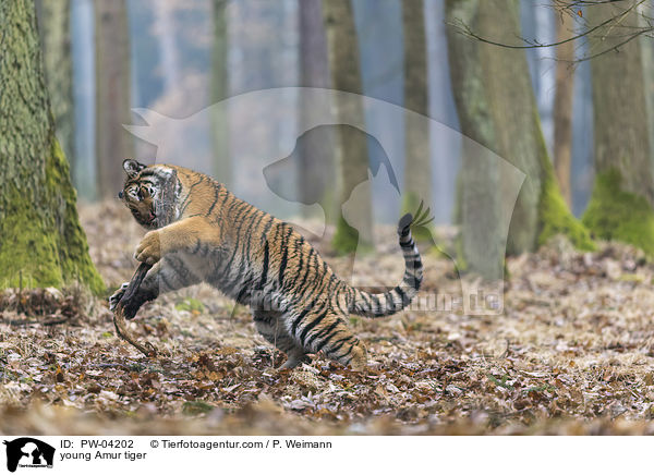 junger Amurtiger / young Amur tiger / PW-04202