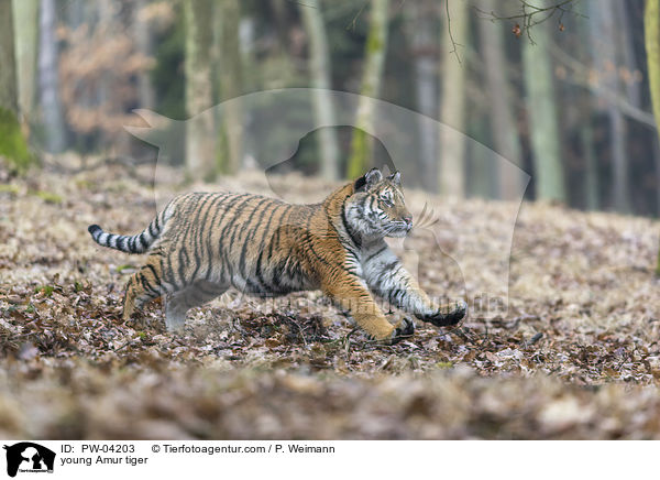 junger Amurtiger / young Amur tiger / PW-04203