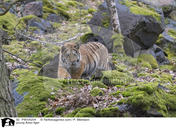 junger Amurtiger / young Amur tiger / PW-04204
