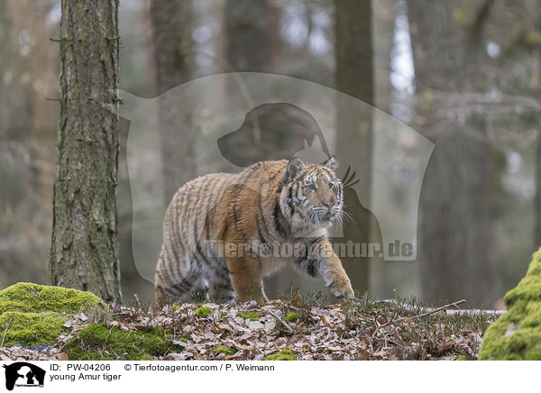 junger Amurtiger / young Amur tiger / PW-04206
