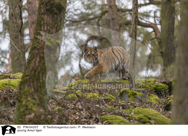 junger Amurtiger / young Amur tiger / PW-04207