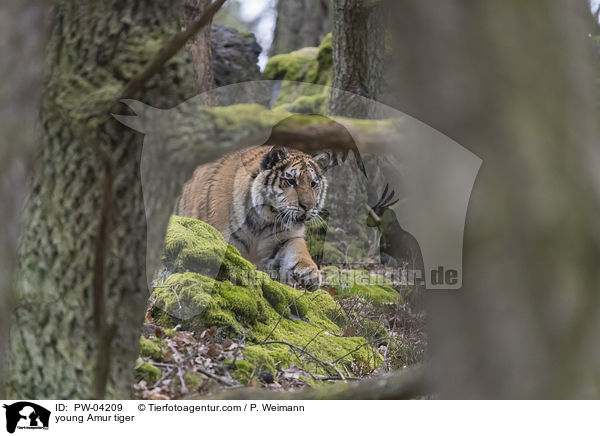 junger Amurtiger / young Amur tiger / PW-04209