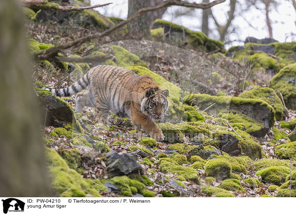 junger Amurtiger / young Amur tiger / PW-04210