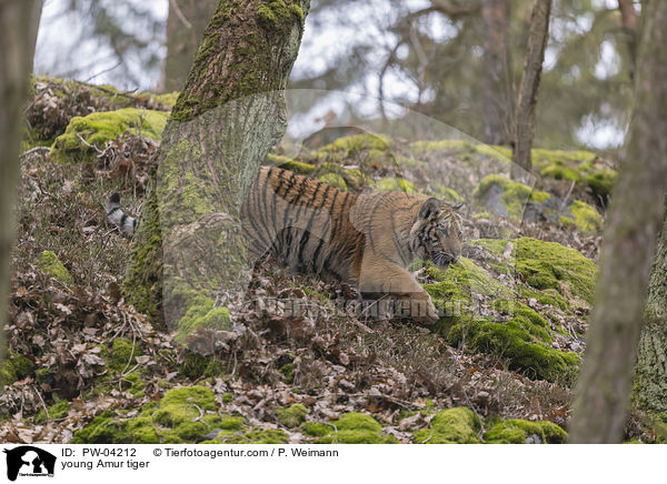 junger Amurtiger / young Amur tiger / PW-04212