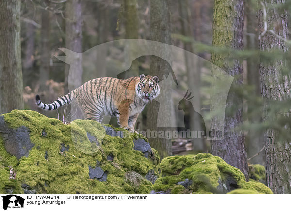 young Amur tiger / PW-04214