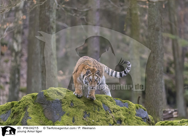 junger Amurtiger / young Amur tiger / PW-04215