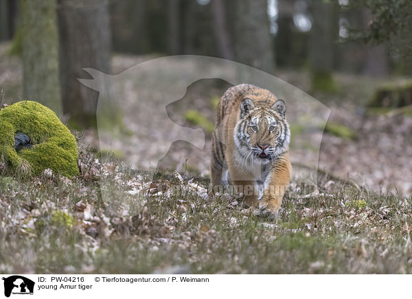 junger Amurtiger / young Amur tiger / PW-04216