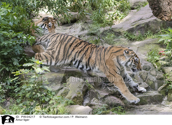 Amur tiger / PW-04217