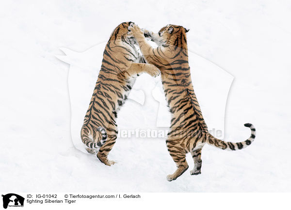 kmpfende Amurtiger / fighting Siberian Tiger / IG-01042