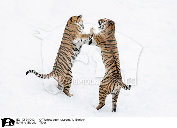 kmpfende Amurtiger / fighting Siberian Tiger / IG-01043