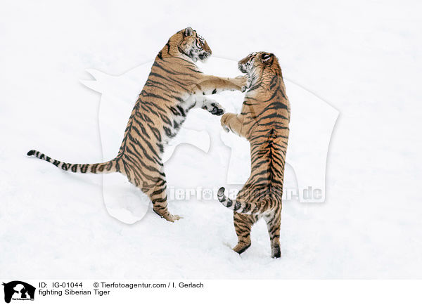 fighting Siberian Tiger / IG-01044