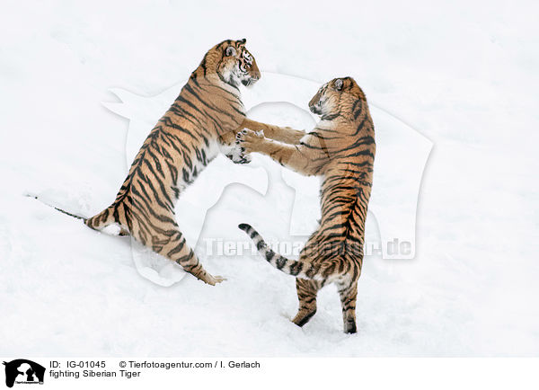 kmpfende Amurtiger / fighting Siberian Tiger / IG-01045