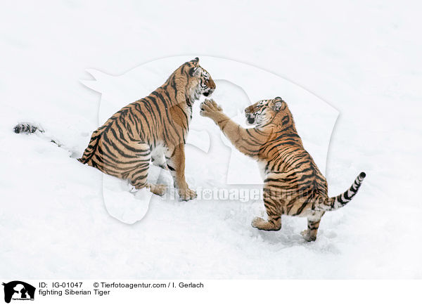 kmpfende Amurtiger / fighting Siberian Tiger / IG-01047