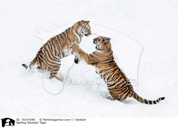 kmpfende Amurtiger / fighting Siberian Tiger / IG-01048