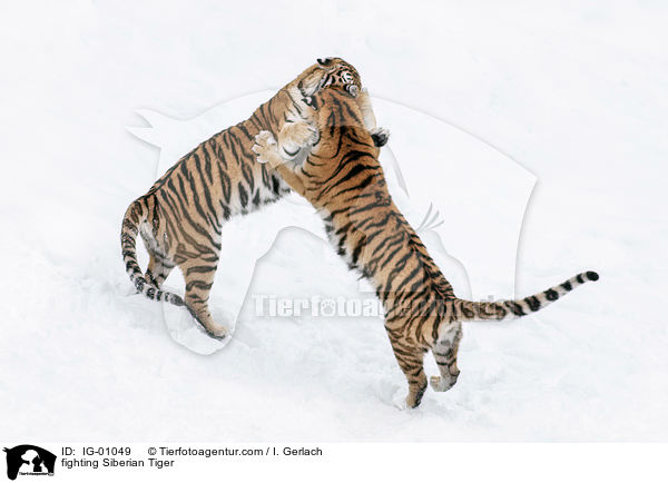 kmpfende Amurtiger / fighting Siberian Tiger / IG-01049