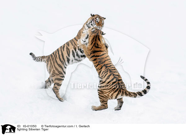kmpfende Amurtiger / fighting Siberian Tiger / IG-01050