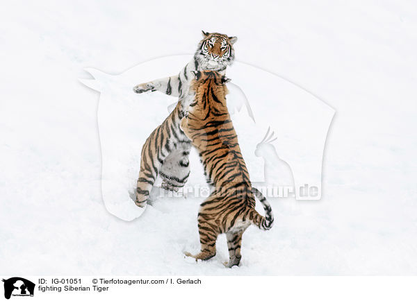 kmpfende Amurtiger / fighting Siberian Tiger / IG-01051