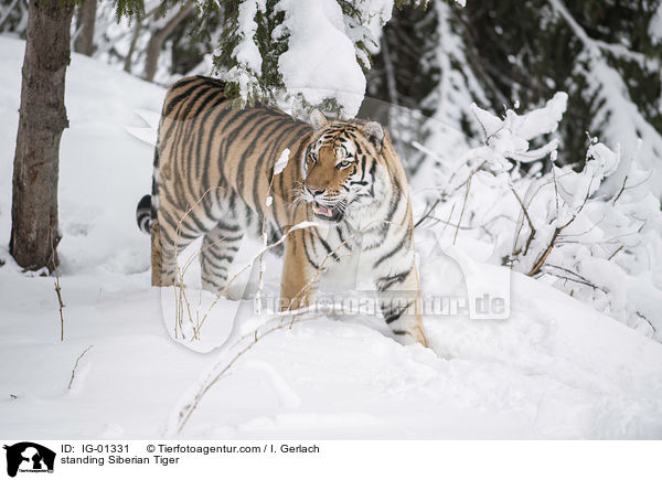 standing Siberian Tiger / IG-01331
