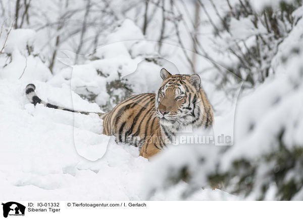 Siberian Tiger / IG-01332
