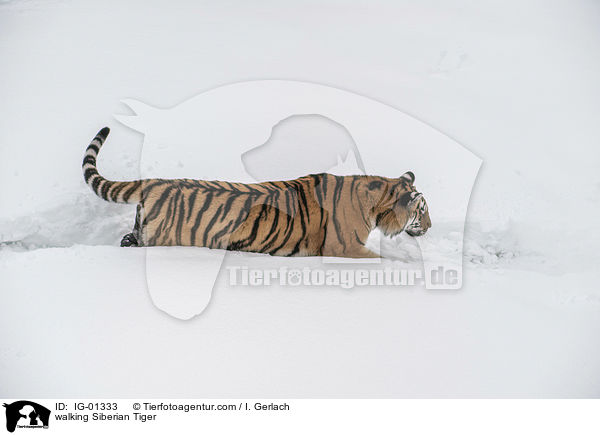 walking Siberian Tiger / IG-01333