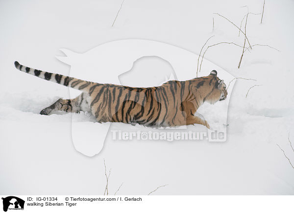 laufender Amurtiger / walking Siberian Tiger / IG-01334
