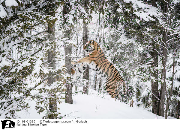 fighting Siberian Tiger / IG-01335