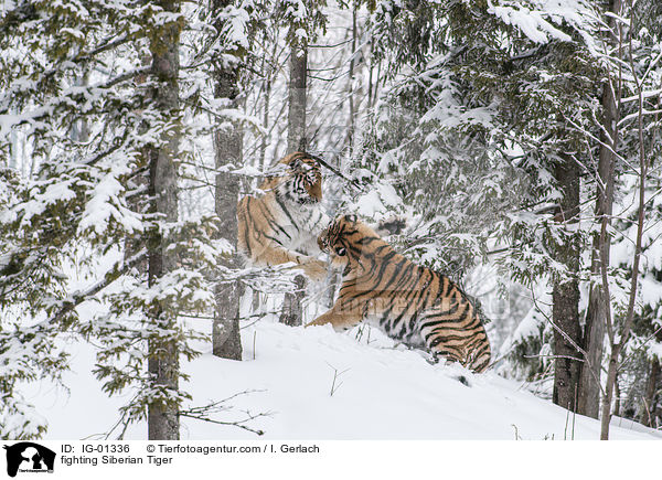 kmpfende Amurtiger / fighting Siberian Tiger / IG-01336