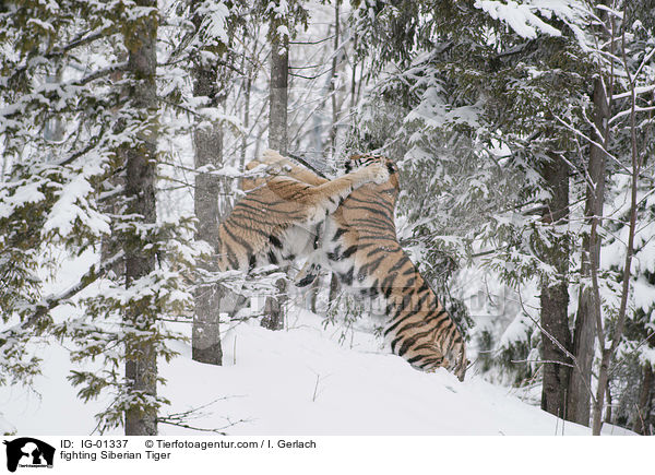fighting Siberian Tiger / IG-01337