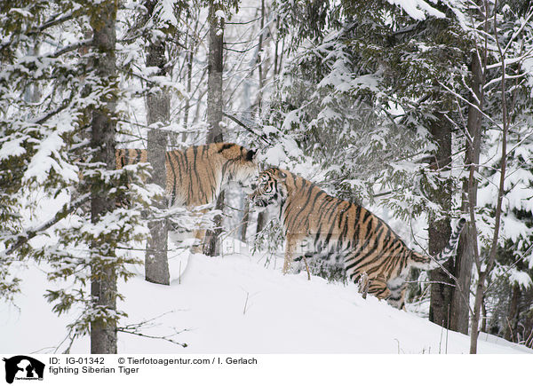 fighting Siberian Tiger / IG-01342