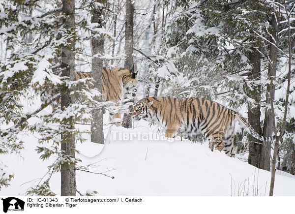 kmpfende Amurtiger / fighting Siberian Tiger / IG-01343