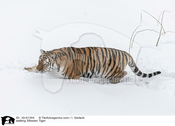 walking Siberian Tiger / IG-01344