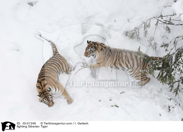 fighting Siberian Tiger / IG-01346