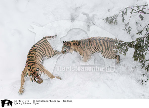 kmpfende Amurtiger / fighting Siberian Tiger / IG-01347