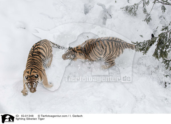 kmpfende Amurtiger / fighting Siberian Tiger / IG-01348