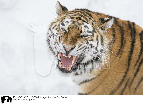 Siberian Tiger portrait / IG-01475