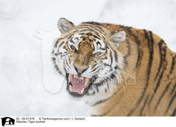 Amurtiger Portrait / Siberian Tiger portrait / IG-01476