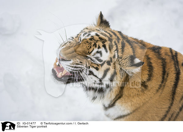 Amurtiger Portrait / Siberian Tiger portrait / IG-01477