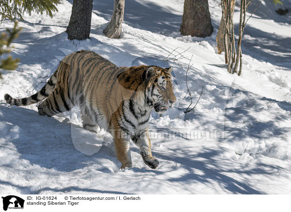 stehender Amurtiger / standing Siberian Tiger / IG-01624