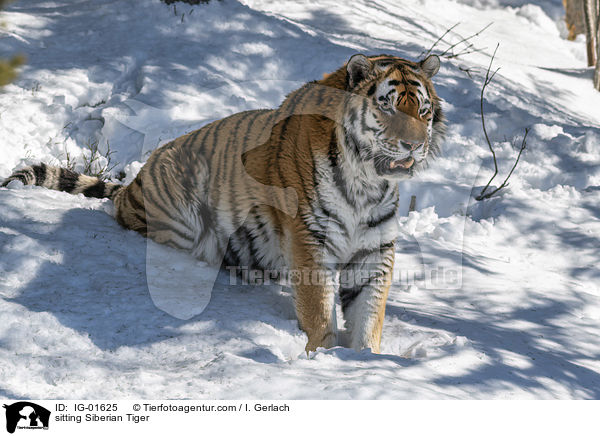 sitting Siberian Tiger / IG-01625