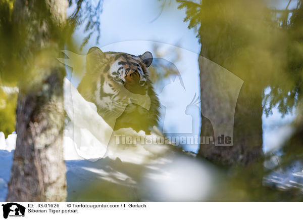 Siberian Tiger portrait / IG-01626