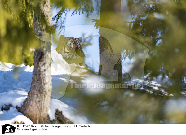 Amurtiger Portrait / Siberian Tiger portrait / IG-01627