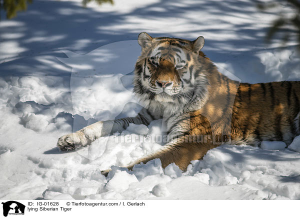 liegender Amurtiger / lying Siberian Tiger / IG-01628