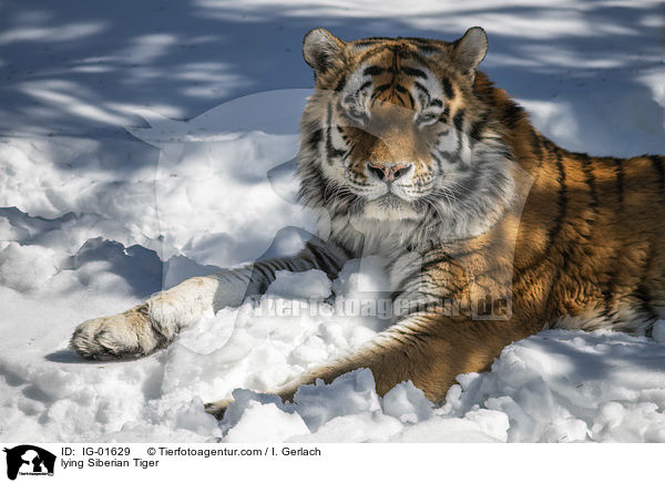 lying Siberian Tiger / IG-01629