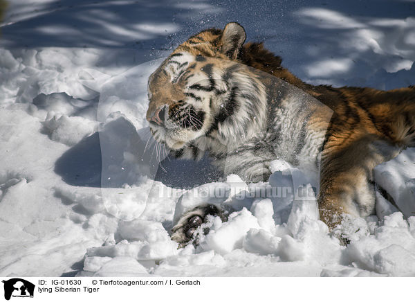 lying Siberian Tiger / IG-01630