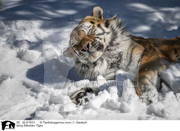 lying Siberian Tiger / IG-01631