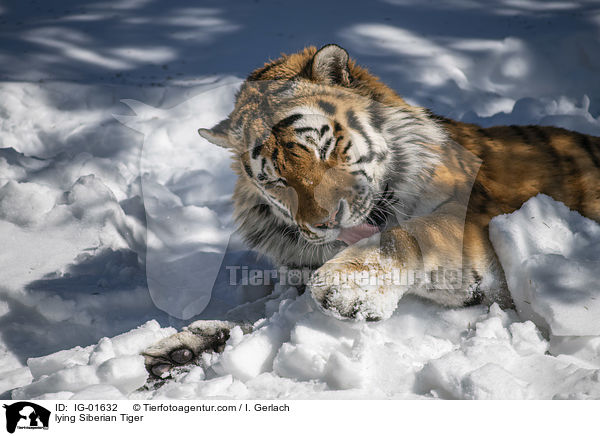 lying Siberian Tiger / IG-01632