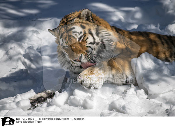 lying Siberian Tiger / IG-01633